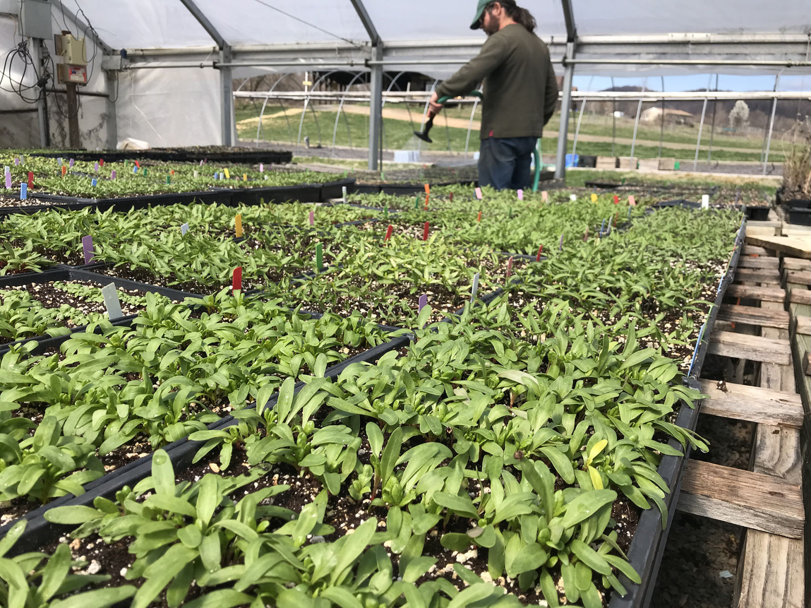 Waterpenny greenhouse